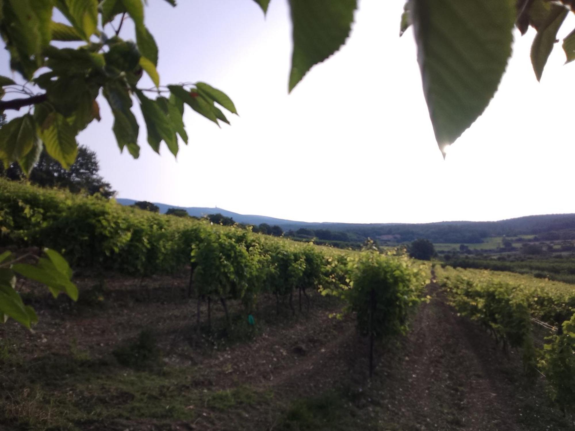 Les Gites Du Mont Ventoux Bédoin Eksteriør billede
