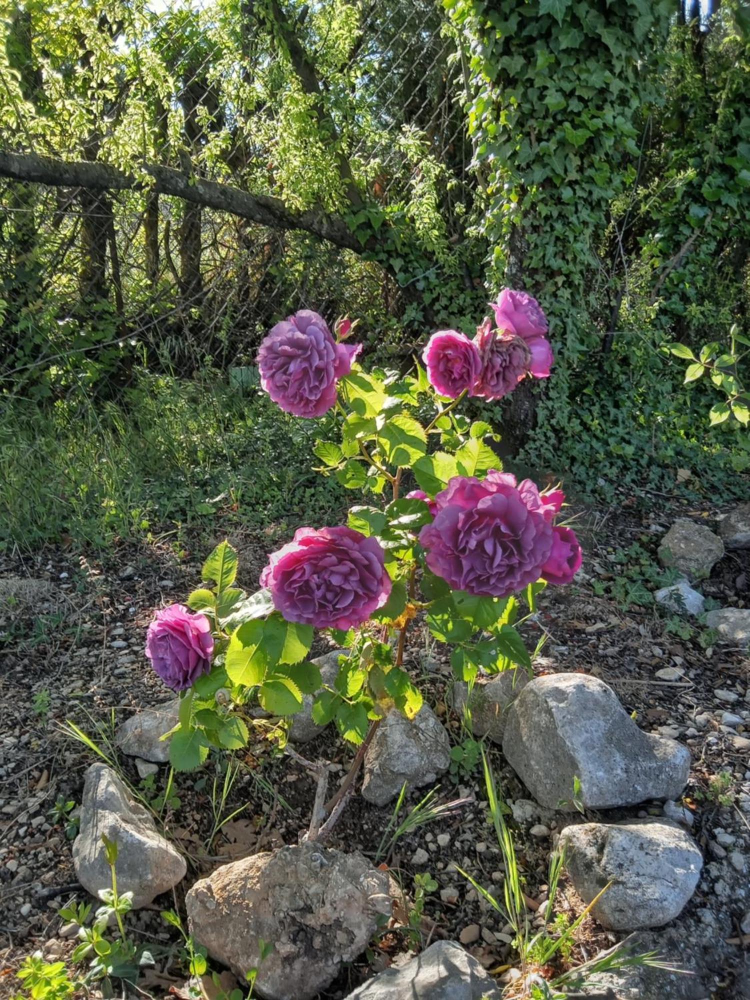 Les Gites Du Mont Ventoux Bédoin Eksteriør billede
